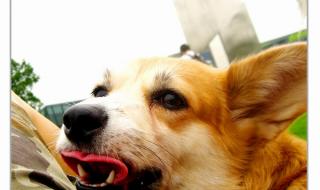 狗狗吃西红柿好吗 狗狗能吃番茄吗